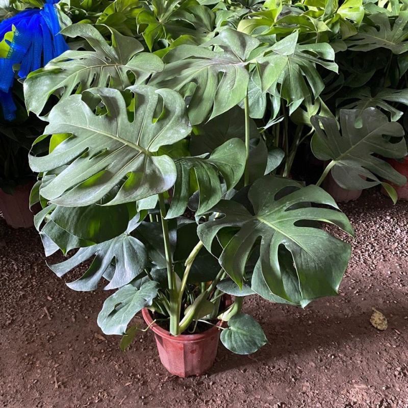 龟背竹大型盆栽室内客厅水培植物开背大叶吸甲醛净化空气