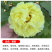 【秋季发货】正宗菏泽牡丹花苗皇冠盆栽地栽晚花期品种牡丹