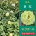 【秋季发货】正宗菏泽牡丹花苗皇冠盆栽地栽晚花期品种牡丹