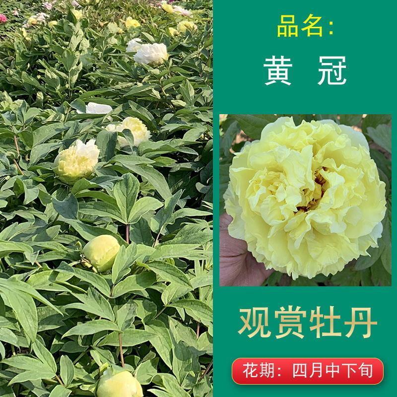 【秋季发货】正宗菏泽牡丹花苗皇冠盆栽地栽晚花期品种牡丹
