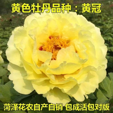 【秋季发货】正宗菏泽牡丹花苗皇冠盆栽地栽晚花期品种牡丹