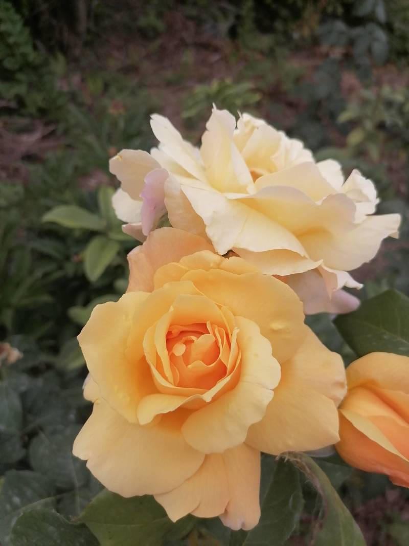 大花月季花