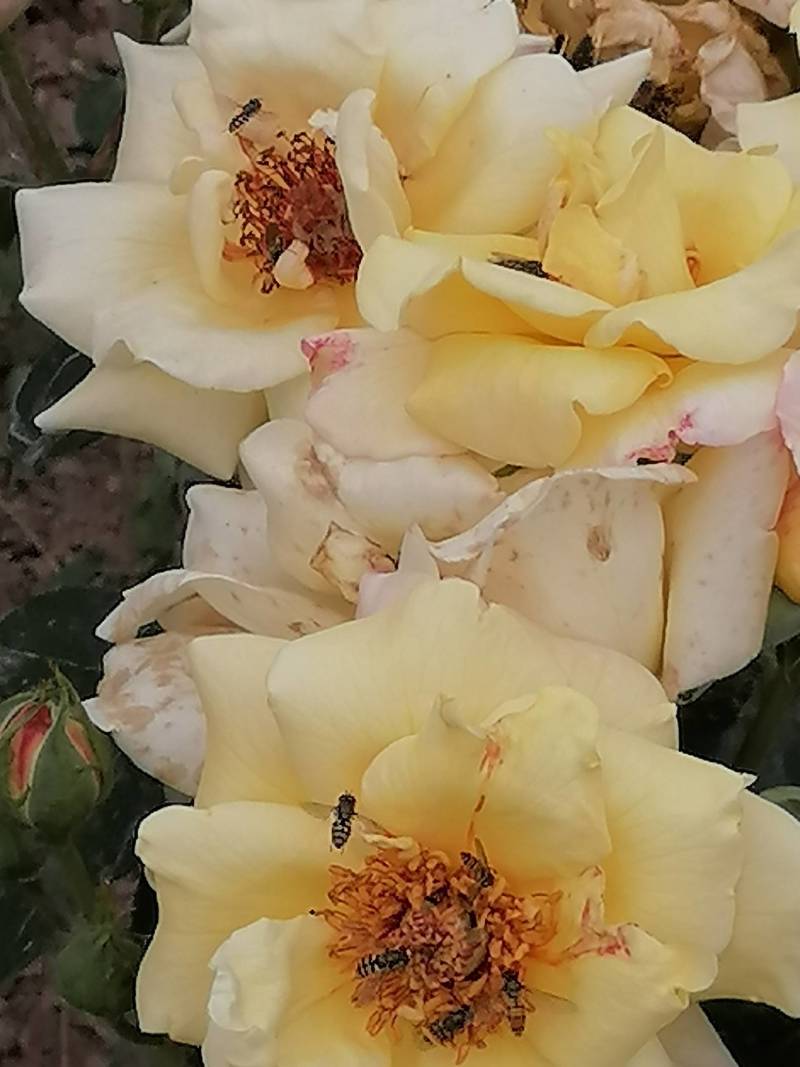 大花月季花