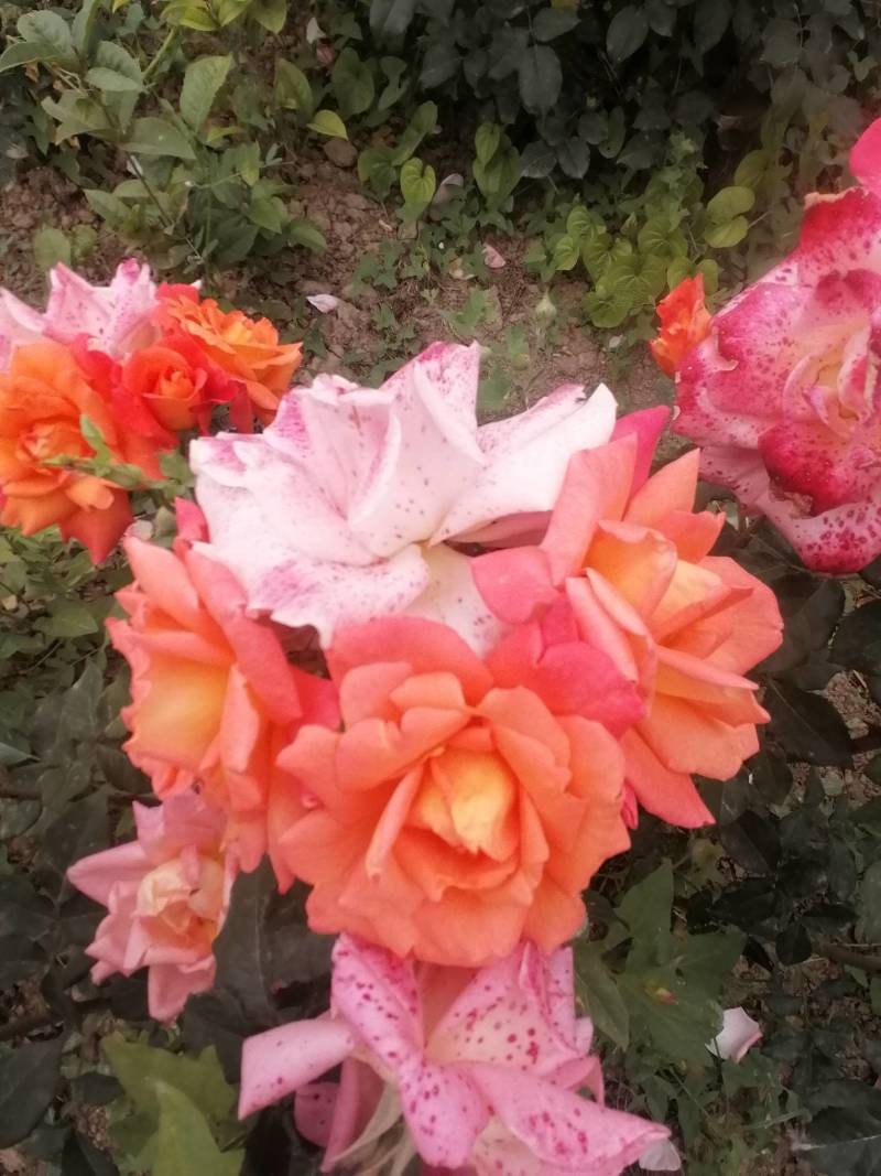 大花月季花