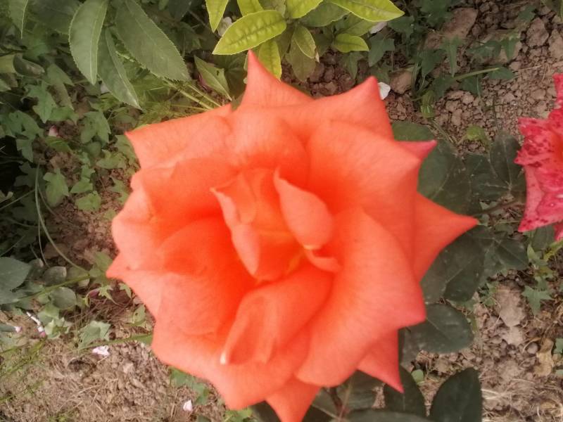 大花月季花