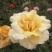 大花月季花