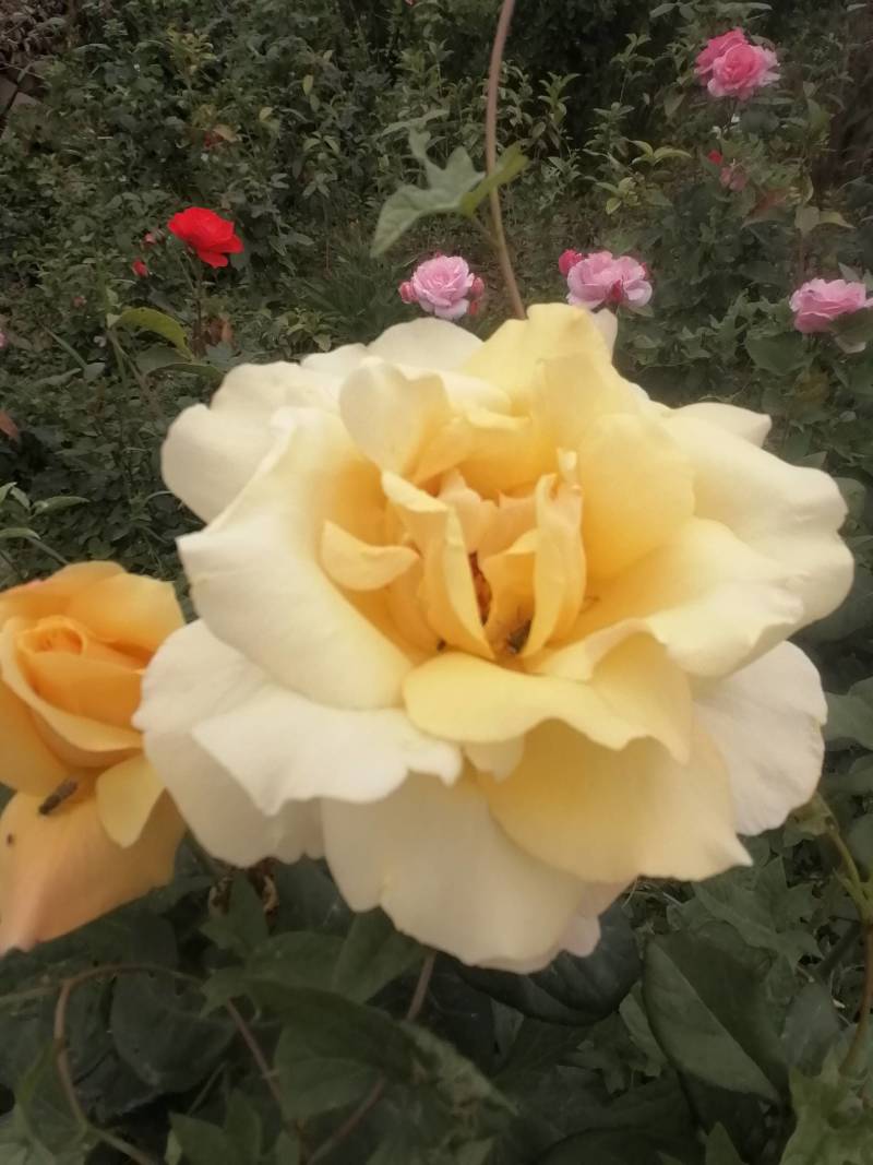 大花月季花