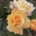 大花月季花