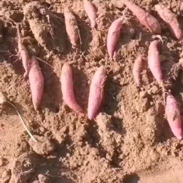 薯柘甜沙地蜜薯万亩基地山东潍坊安丘市烤红薯专用