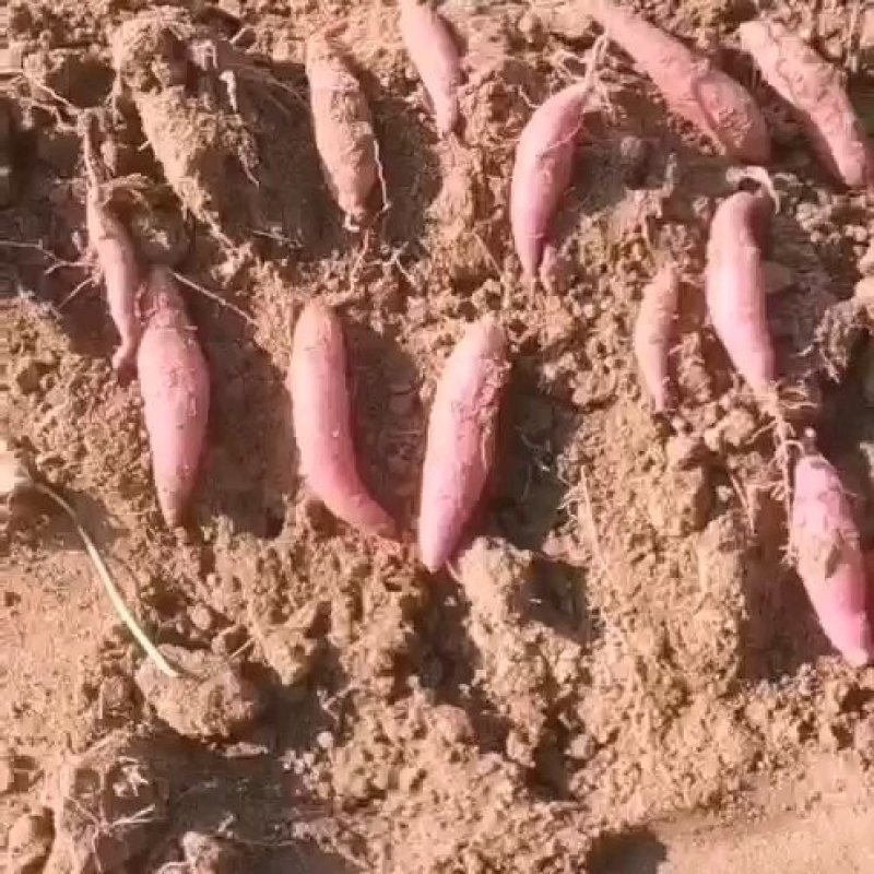 薯柘甜沙地蜜薯万亩基地山东潍坊安丘市烤红薯专用