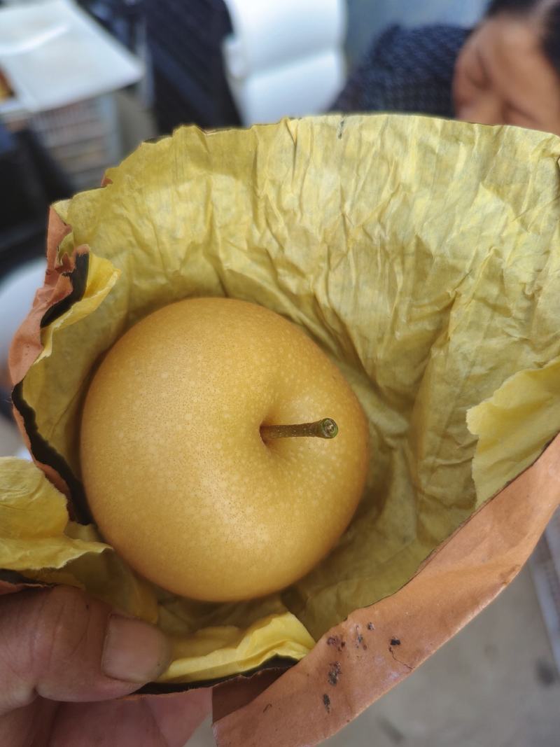 秋月梨
