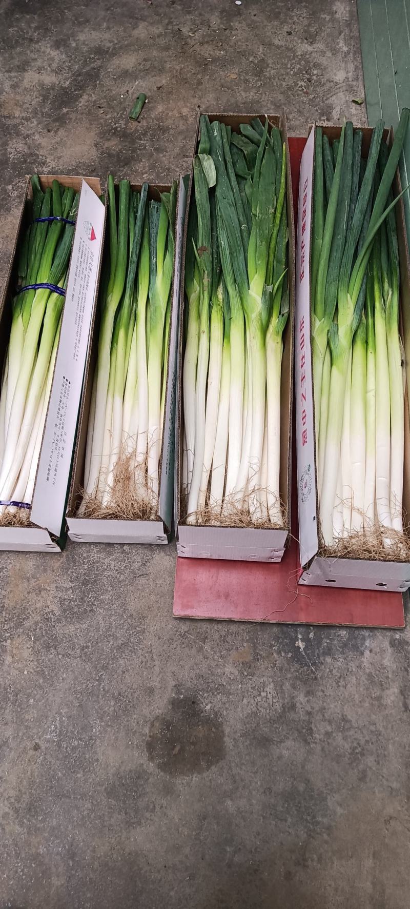 章丘长白大葱盒装精品大葱