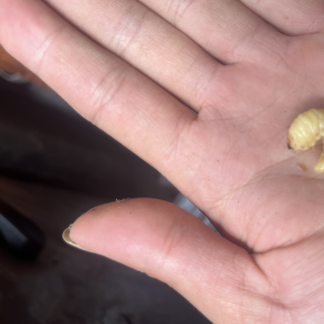 葛虫批发与零售一手货源、质量保证价格优惠