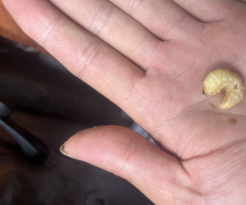 葛虫批发与零售一手货源、质量保证价格优惠