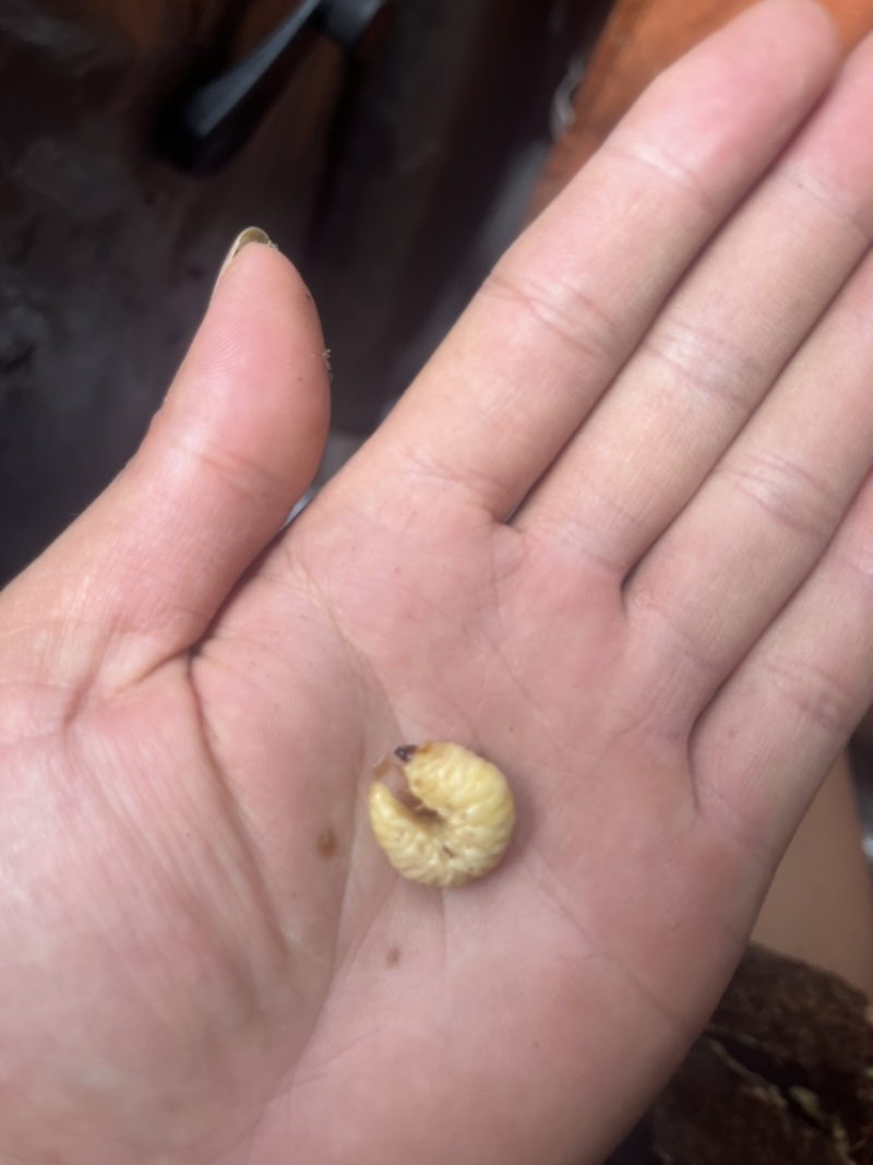 葛虫批发与零售一手货源、质量保证价格优惠
