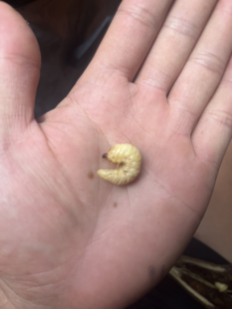 葛虫批发与零售一手货源、质量保证价格优惠