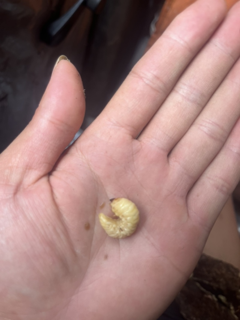葛虫批发与零售一手货源、质量保证价格优惠