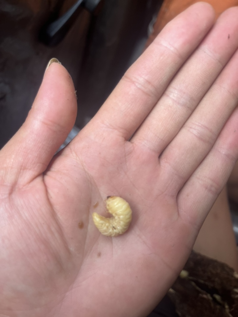 葛虫批发与零售一手货源、质量保证价格优惠
