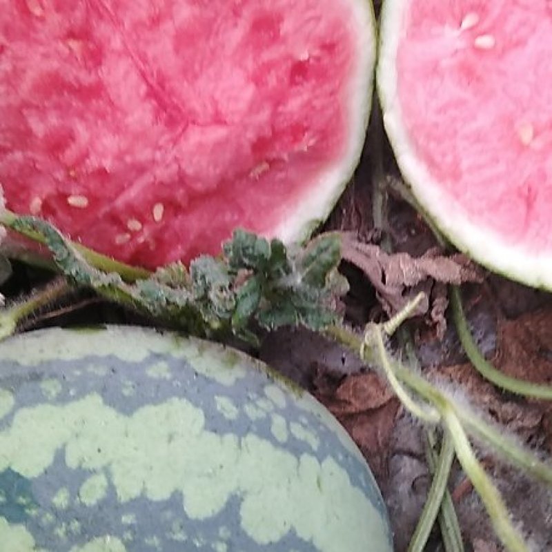 大量接单，各种西瓜
