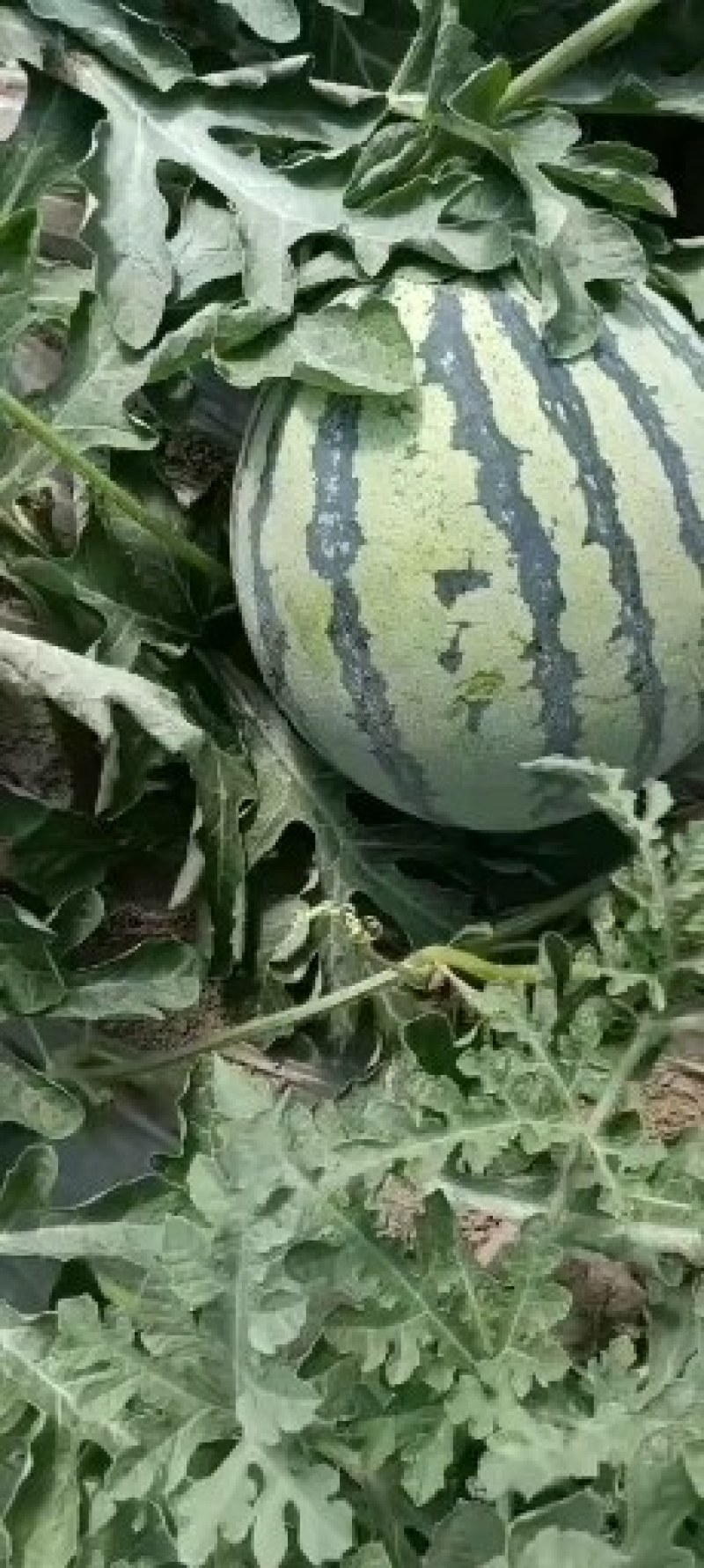 大量接单，各种西瓜