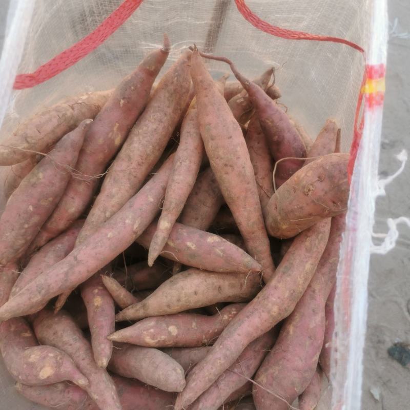 西瓜红小红薯