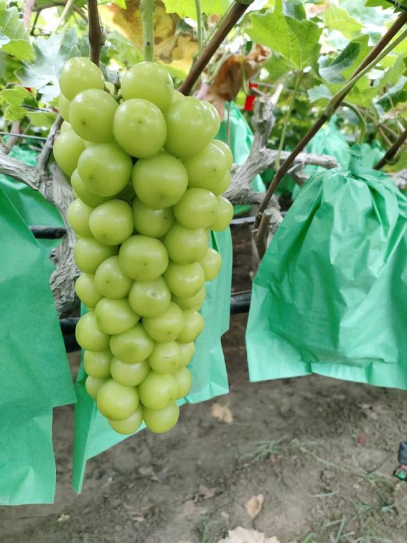 优质阳光玫瑰葡萄大量上市无核口感好甜度高货源充足