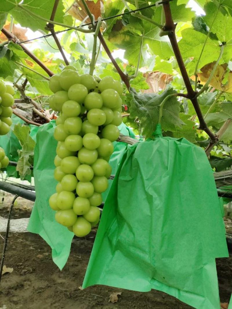 优质阳光玫瑰葡萄大量上市无核口感好甜度高货源充足