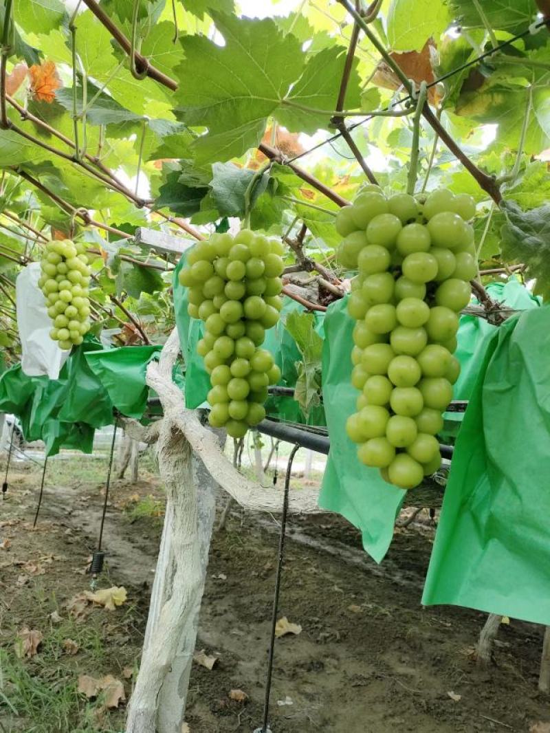 优质阳光玫瑰葡萄大量上市无核口感好甜度高货源充足
