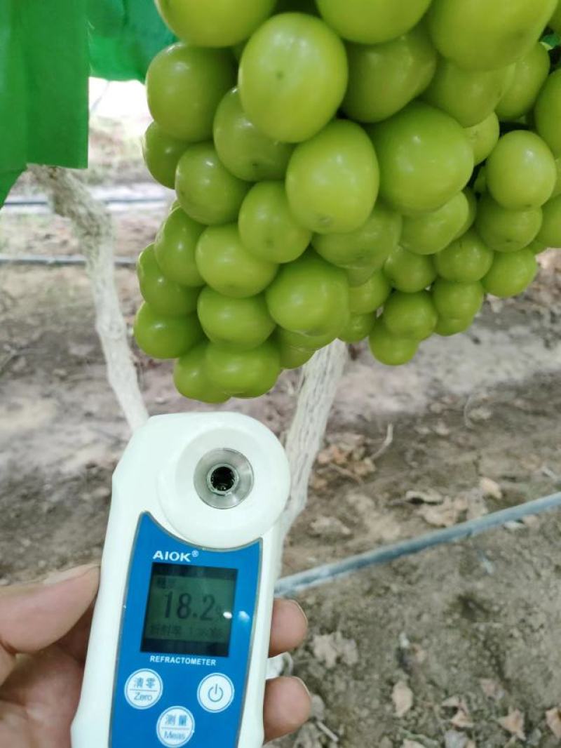 优质阳光玫瑰葡萄大量上市无核口感好甜度高货源充足