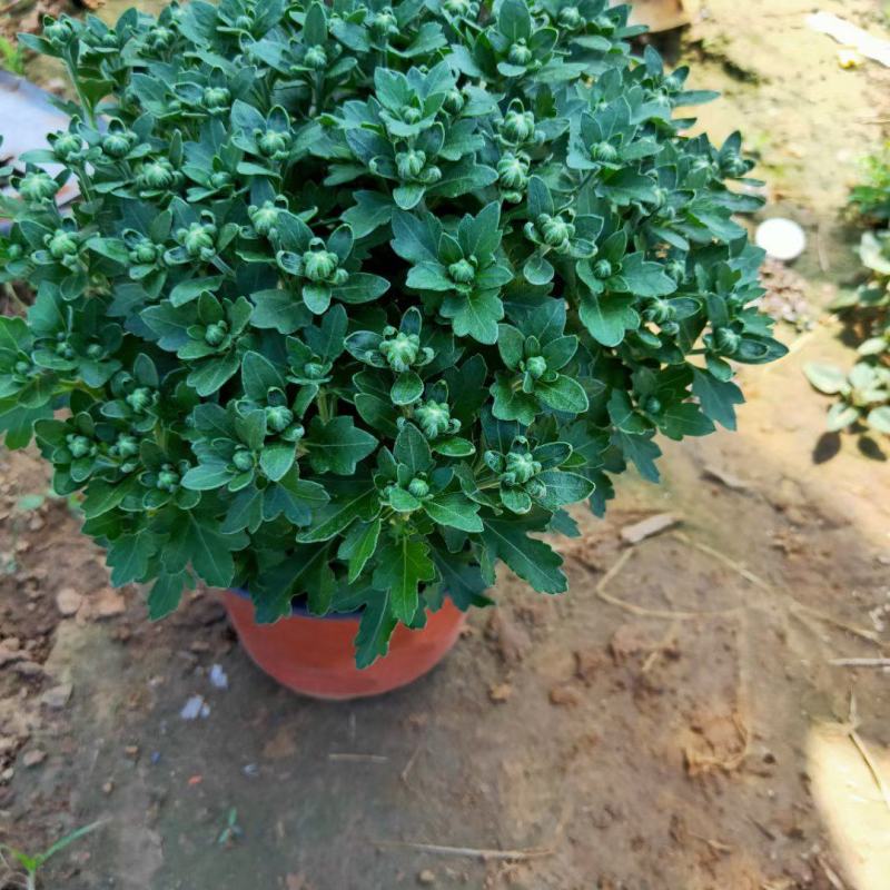 千头菊开市了，花好看开花时间长，爆盆菊花。