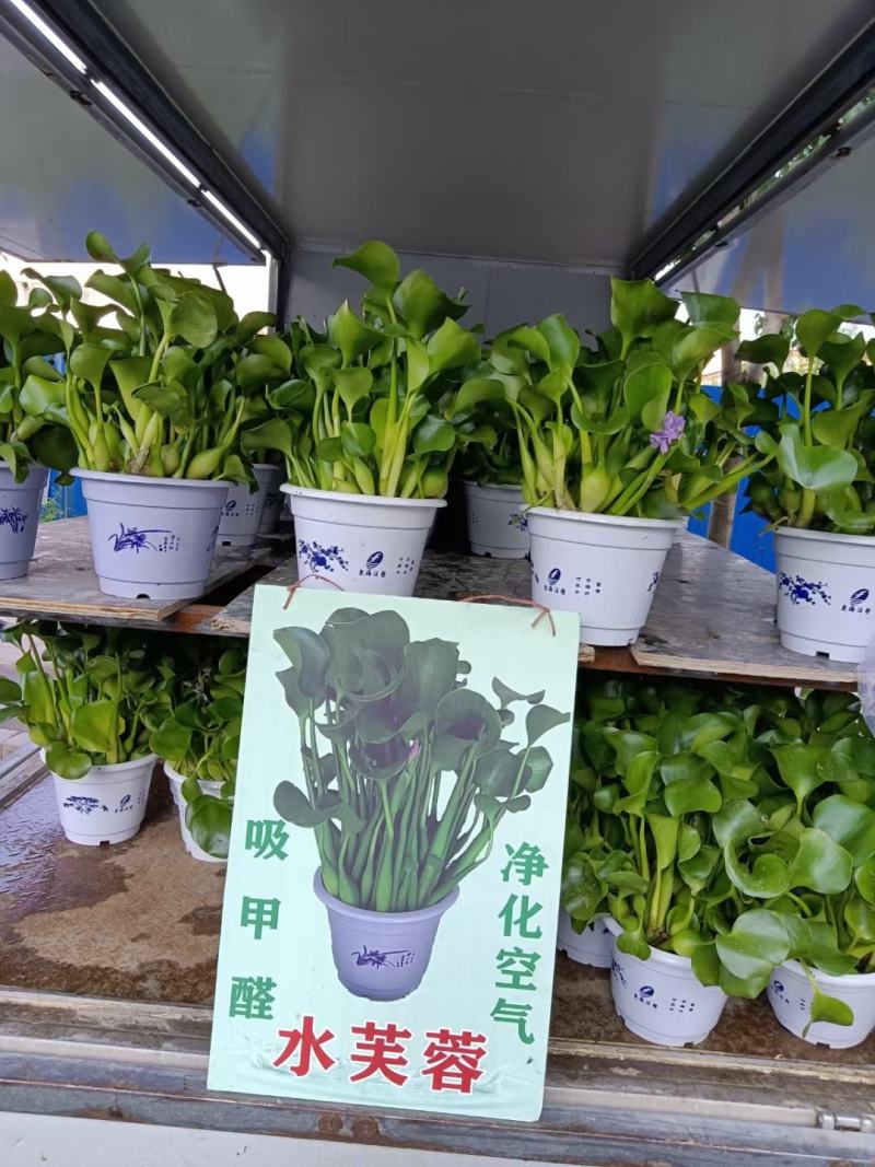 花盆无孔荷花盆塑料花盆荷花绿植睡莲碗莲花盆水草水生植物