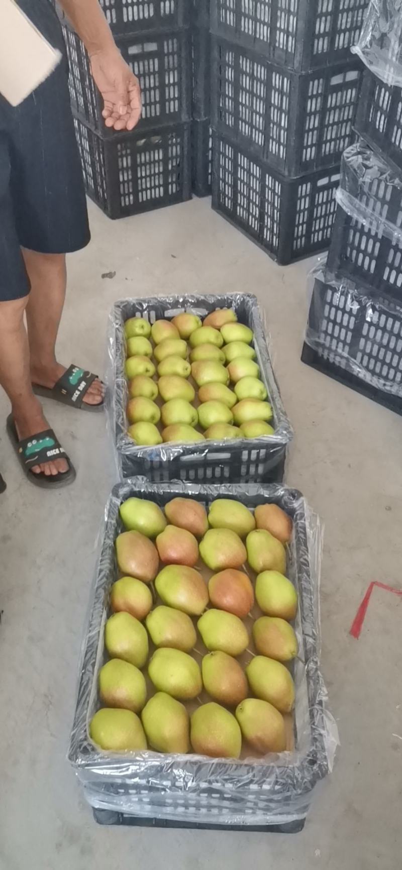 红香酥梨大量上市中，果面干净细腻，果型周正，定金确认。