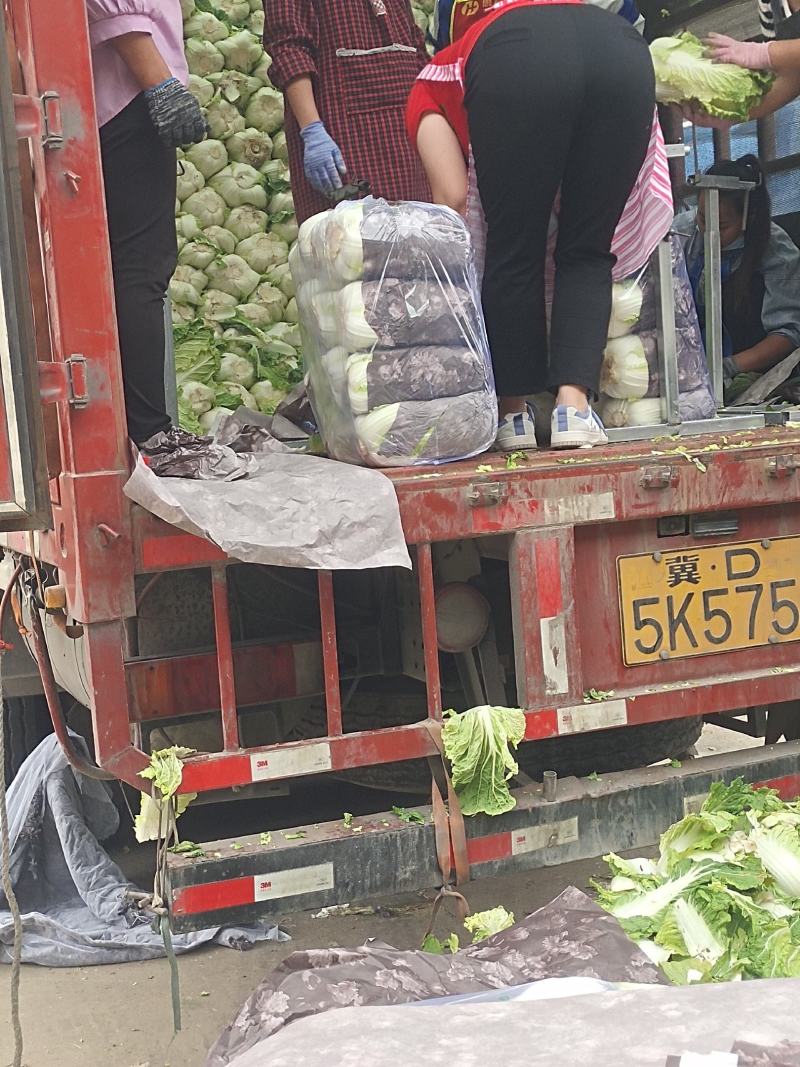 精品大白菜热卖中代发全国各地市场电商