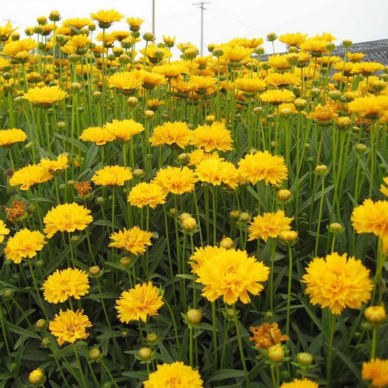 金鸡菊花种子批发大花四季播春夏秋冬播花坛庭院多年生宿根花