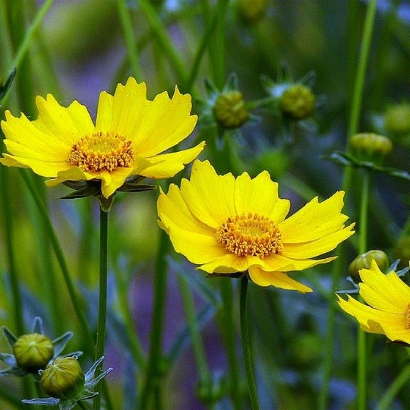 金鸡菊花种子批发大花四季播春夏秋冬播花坛庭院多年生宿根花