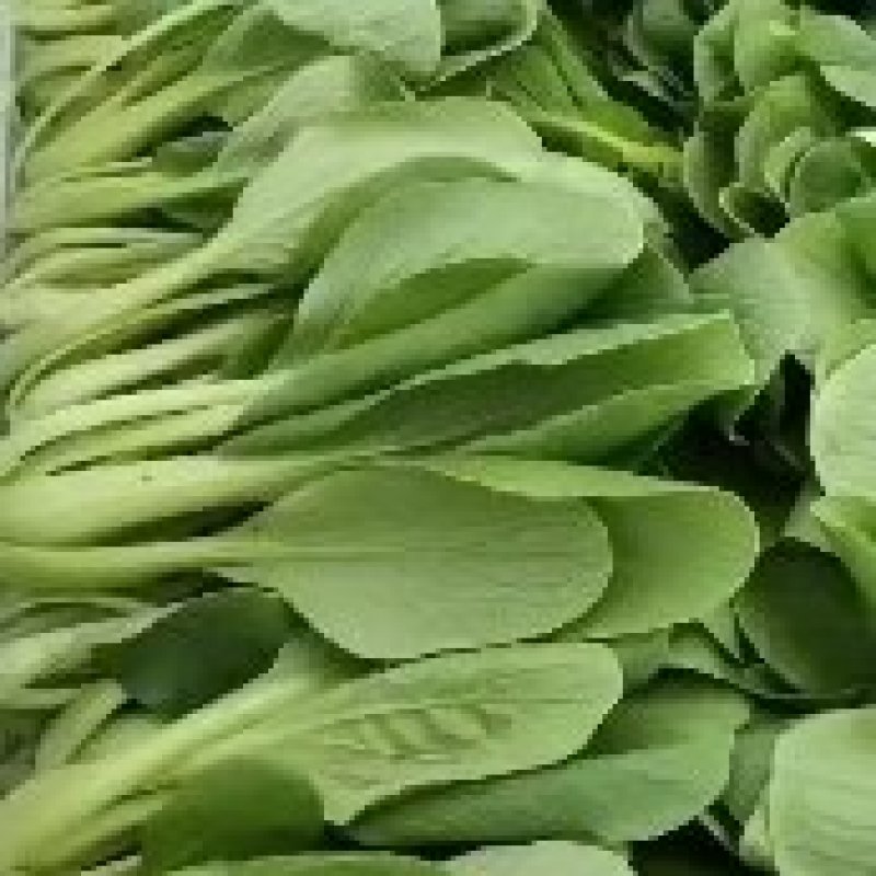 山东菏泽上海青货源稳定大量供货诚信经营全国直发等您来电