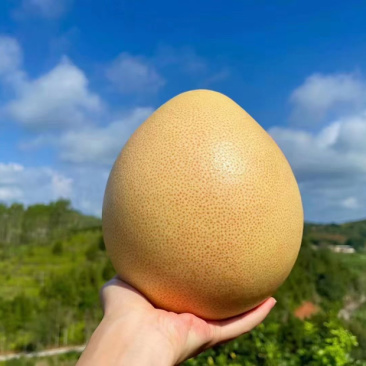 梅州大埔三红蜜柚