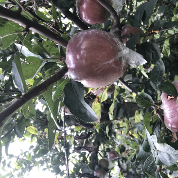 玫瑰红红星苹果