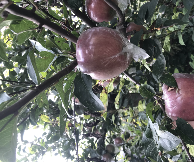 玫瑰红红星苹果