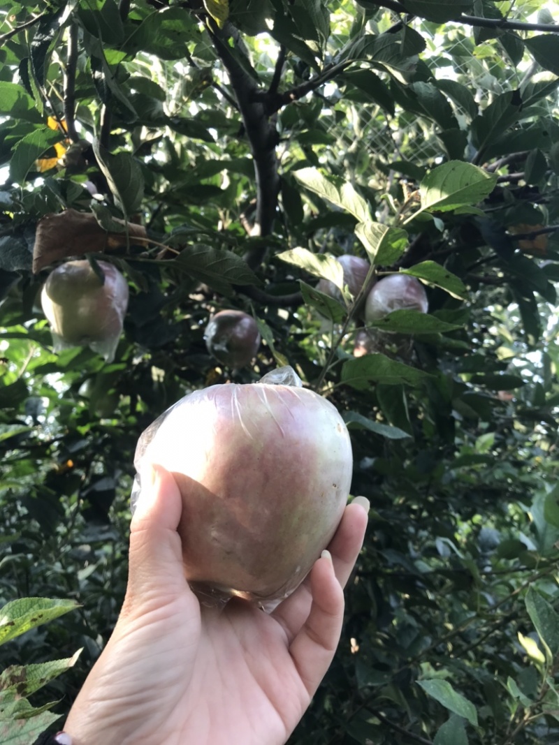 玫瑰红红星苹果