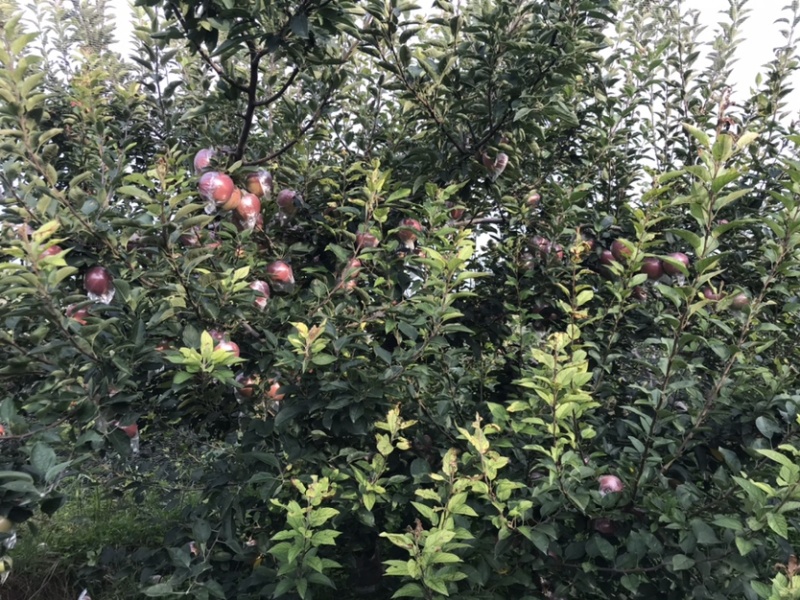 玫瑰红红星苹果