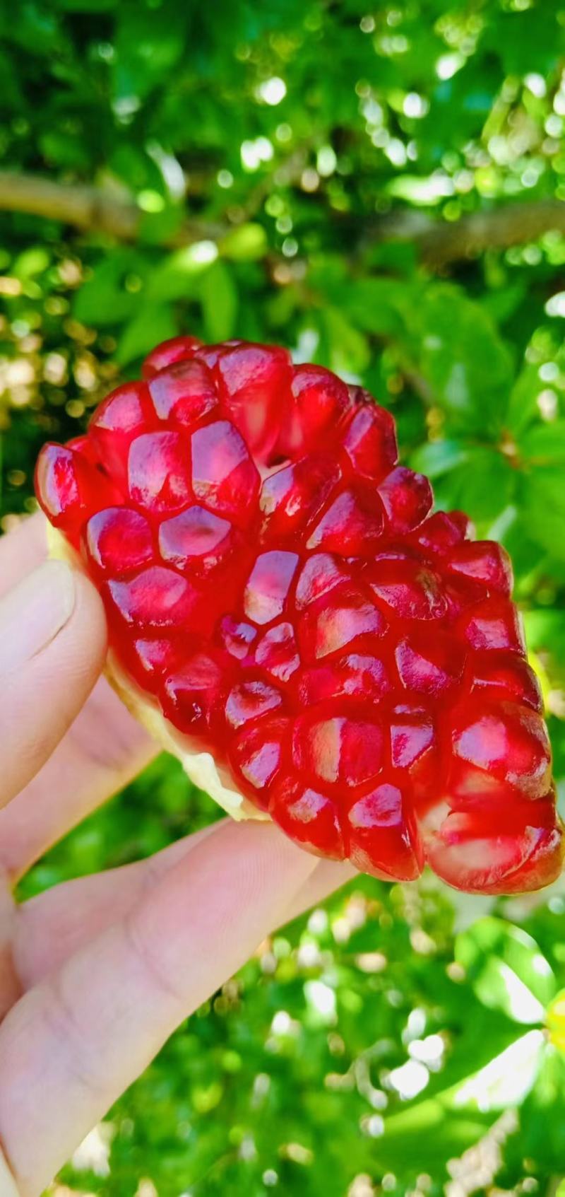 突尼斯软籽石榴