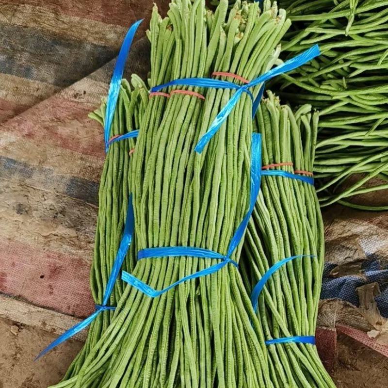 河南博爱精品豆角豇豆长豆角货源充足市场电商加工厂