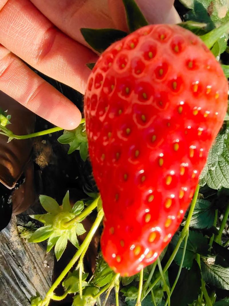 脱毒草莓苗品种，穴盘草莓苗价格，基质穴盘章姬草莓苗