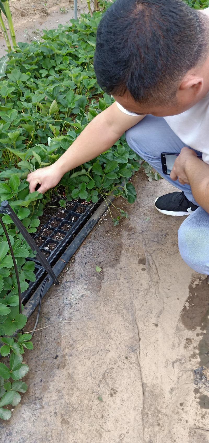 脱毒草莓苗品种，穴盘草莓苗价格，基质穴盘章姬草莓苗