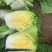 白菜