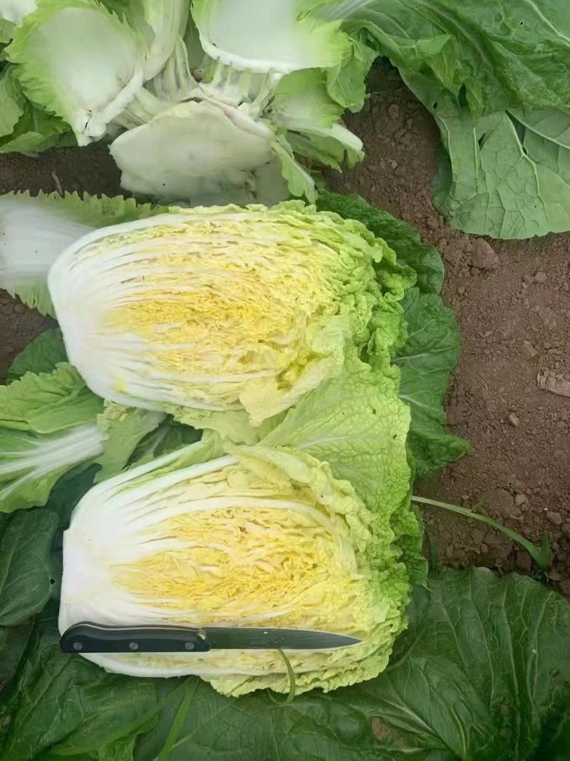 白菜