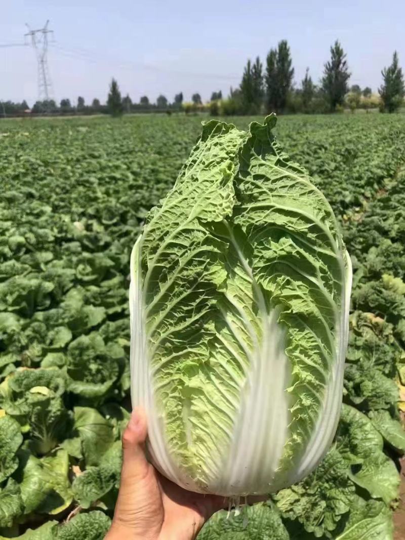 白菜