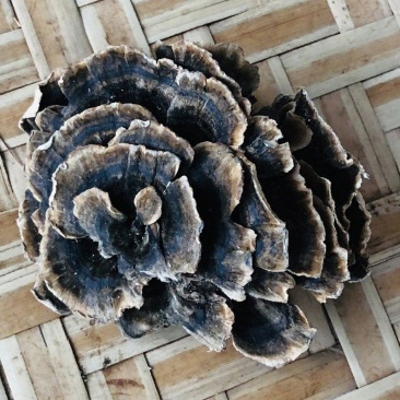 【推荐】云芝大量供应品质正宗大量供应诚信为本