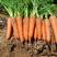 优质胡萝卜一手货源产地直供市场电商超市各种品类包装。